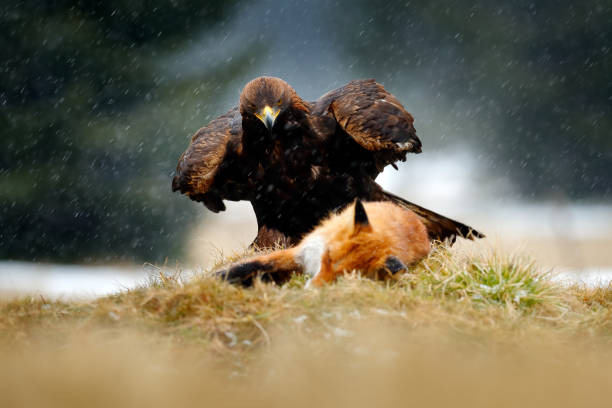 istock Golden Eagle feeding on kill Red Fox in the forest during rain and snowfall. Bird behaviour in the nature. Behaviour scene with brown bird of prey, eagle with catch, Poland, Europe. 1260028218