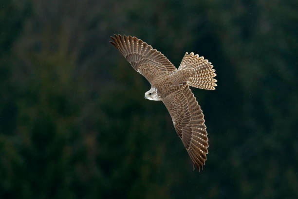 gyrfalcon, falco rusticolus, aves de rapina voam. voando pássaro raro com cabeça branca. floresta no inverno frio, animal no habitat da natureza, rússia. a cena da vida selvagem forma a natureza. falcão acima das árvores. - lanner falcon - fotografias e filmes do acervo