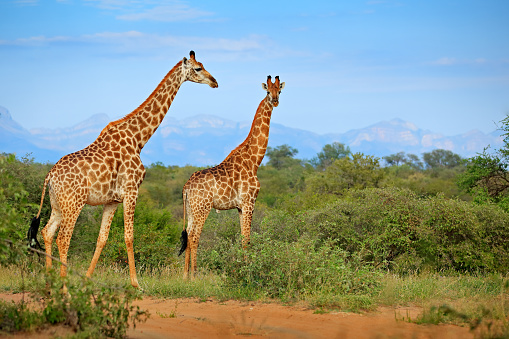 Wildlife scene from nature. Evening light Tshukudu, South Africa. Two giraffes near the forest, Drakensberg Mountains in the background . Green vegetation with big animals.