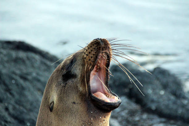 istock Sea lion seal on the Galapagos Islands 1260031032