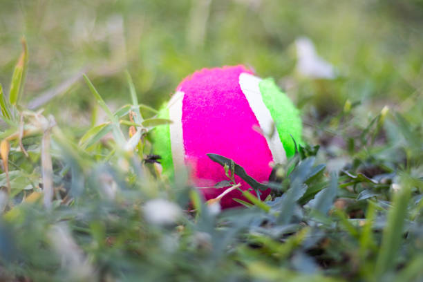 istock Lost tennis ball in the grass. 1260034265
