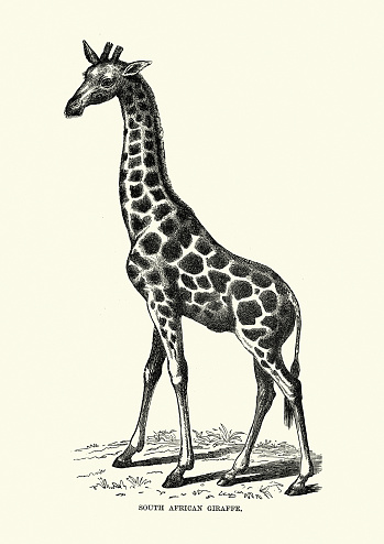 Vintage illustration of a South African giraffe or Cape giraffe (Giraffa camelopardalis giraffa) is a subspecies of giraffe ranging from South Africa, Namibia, Botswana, Zimbabwe, Mozambique.