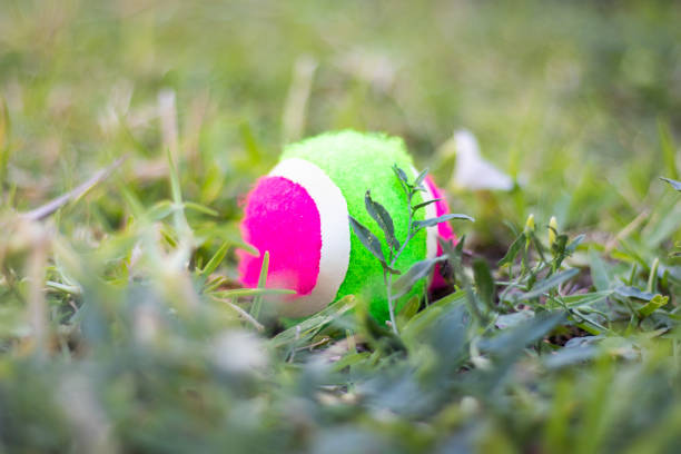 istock Lost tennis ball in the grass. 1260042464