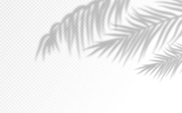 illustrations, cliparts, dessins animés et icônes de feuilles de palmier silhouettes isolées sur le fond blanc. - palm leaf frond leaf backgrounds