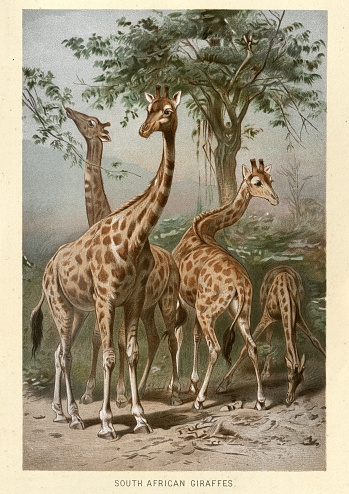 Vintage illustration of a South African giraffe or Cape giraffe (Giraffa camelopardalis giraffa) is a subspecies of giraffe ranging from South Africa, Namibia, Botswana, Zimbabwe, Mozambique.