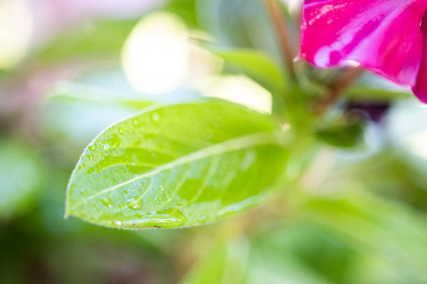 Nature Background With Beautiful White Flower and Green Bokeh Circles. Horizontal composition with copy space.