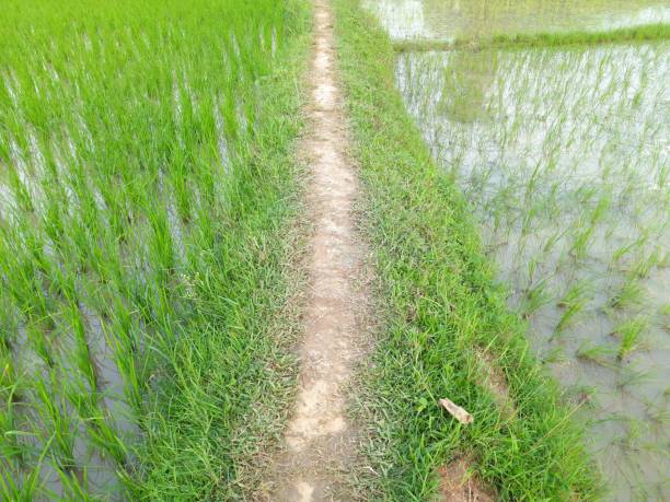 istock Paddy field  the rain season in India. 1260047304