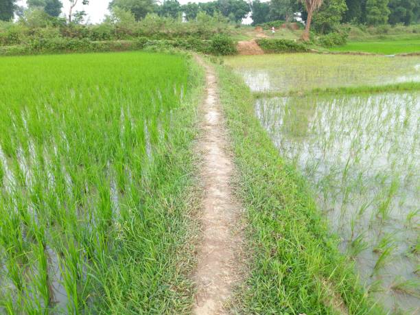 istock Paddy field  the rain season in India. 1260047863