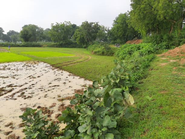 istock Paddy field  the rain season in India. 1260054819