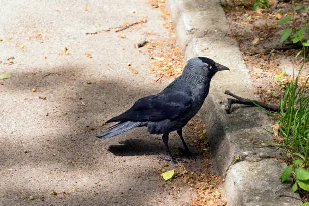 Photo of Crow near walkway photo. Profile of calm raven on pathway. Wildlife of mystery bird on path. Abandoned creature bird standing on sidewalk and looking for food.