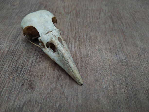 istock Raven skull on a wooden table 1260058716