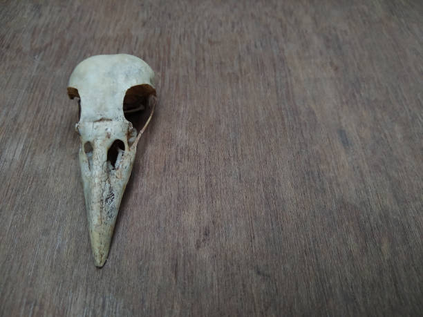 istock Raven skull on a wooden table 1260058725