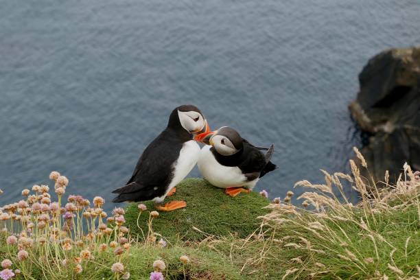 istock two affectionate puffins on cliff top in Sumburgh, Shetland Islands, Scotland 1260067158