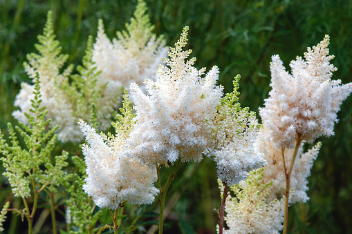 Astilbe japonica white flowers in summer garden