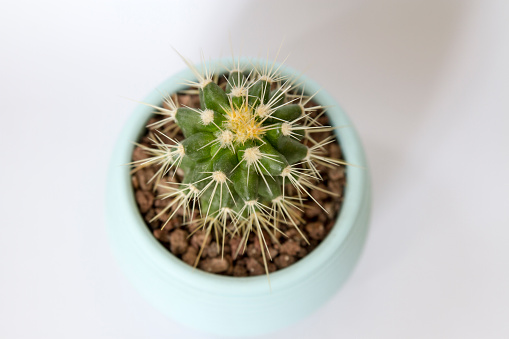 Three different home cactus in white pots on a white background. An ornamental home plant in a ceramic pot. Cacti with multi-colored thorns on a uniform white background
