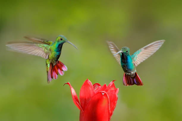 istock Two hummingbirds Green-breasted Mango in the flight with light green and orange background, Rancho Naturalista, Costa Rica. Wildlife scene from nature. Animal behaviour in the tropic forest. 1260081248