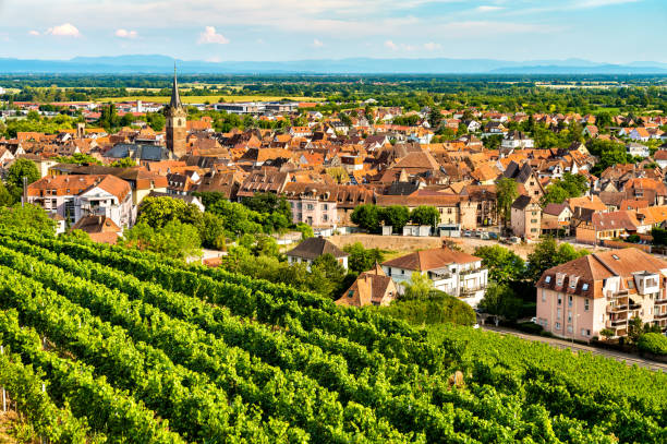 ciudad de obernai con viñedos en bas-rhin, francia - bas rhin fotografías e imágenes de stock