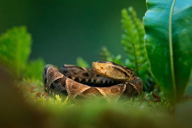 istock Bothrops atrox, Fer-de-lance in nature habitat. Common Lancehead viper, in tropical forest. Poison snake in the dark jungle. Detail of rare snake from Costa Rica. 1260081269