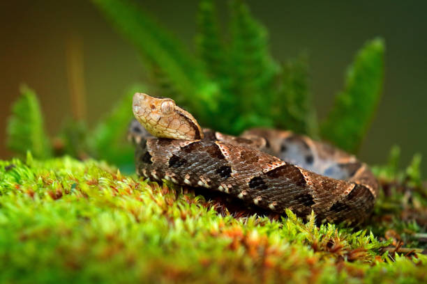 istock Bothrops atrox, Fer-de-lance in nature habitat. Common Lancehead viper, in tropical forest. Poison snake in the dark jungle. Detail of rare snake from Costa Rica. 1260081294