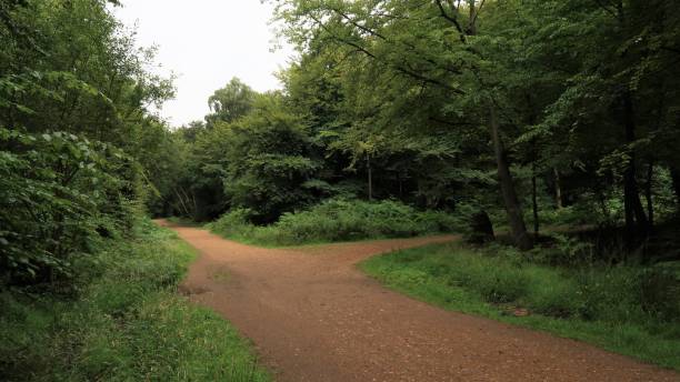 Cross roads in the forest