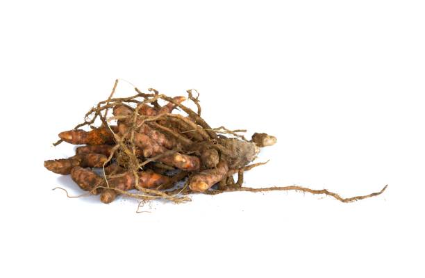 istock Turmeric and roots freshly dug from soil 1260087018