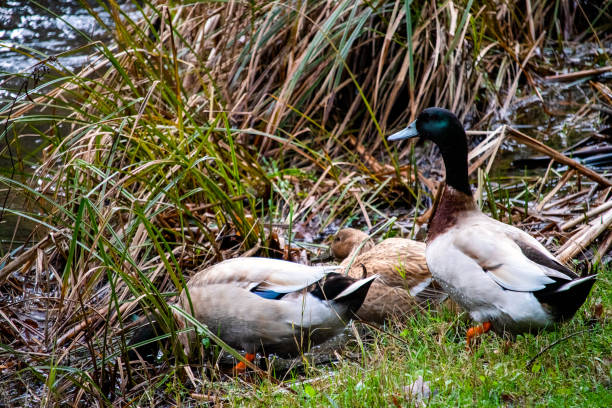 istock A trio of ducks walking around 3 1260088717