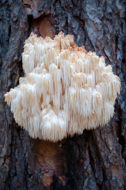 lion's mane mushroom (hericium erinaceus) - hedgehog animal autumn nature imagens e fotografias de stock