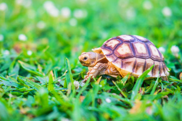istock The Suzuka turtle is walking on the grass. 1260092019