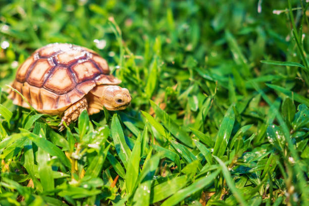 istock The Suzuka turtle is walking on the grass. 1260092020