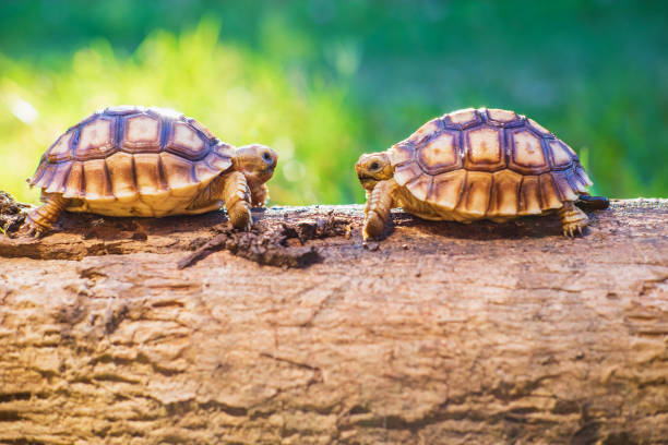 istock Two Sukata turtles in the forest 1260092026