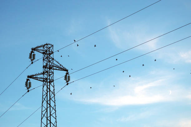 Birds have settled on a large electric pylon and are flying all around.
