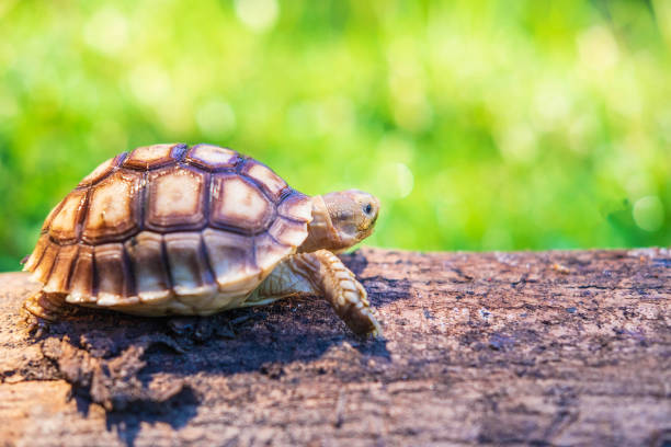 istock The turtle Sukata walks on a fallen tree. 1260092035