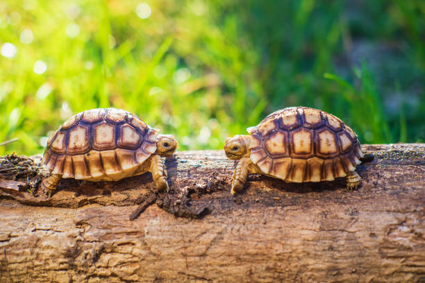 istock Two Sukata turtles in the forest 1260092542