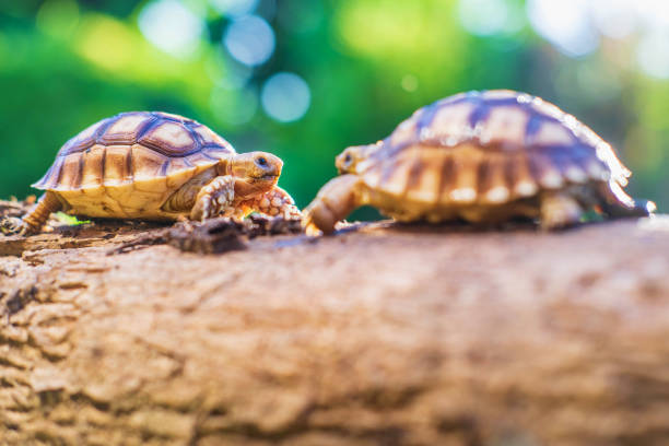 istock Two Sukata turtles in the forest 1260092544