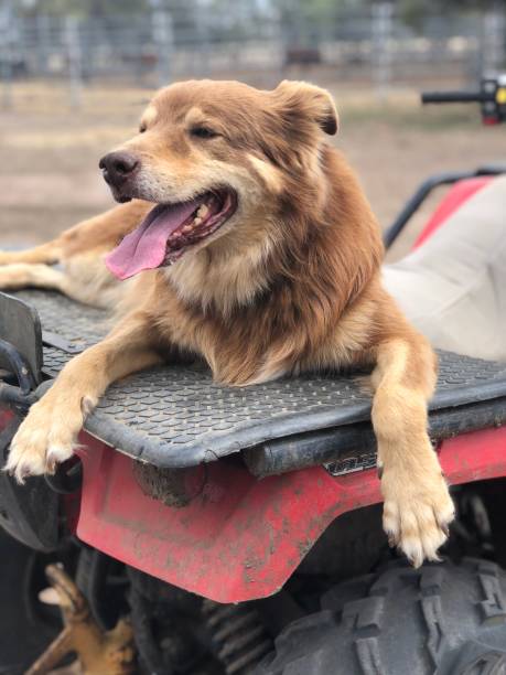 istock Resting working dog on motorbike 1260096258