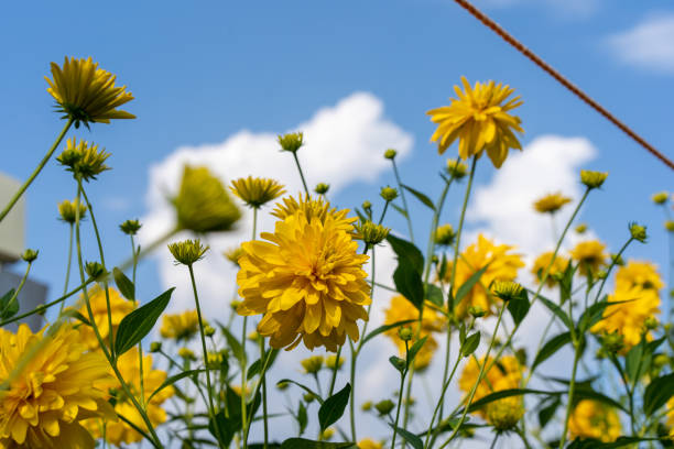 istock the sky and yellow flowers 1260099002