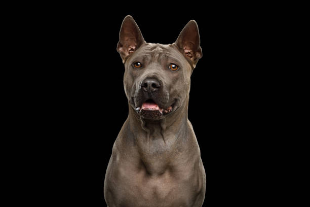 istock Thai Ridgeback Dog isolated on black background 1260099056