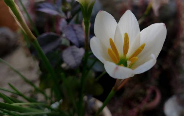 istock Beautiful white lily flower with yellow pollen grains selective focus 1260111318