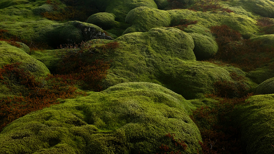 The mossy lava fields of Southern Iceland created during the Laki eruption in the late 18th century.