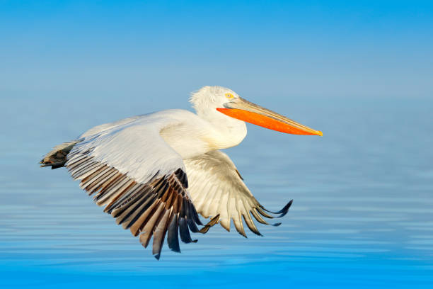 bird landing to the blue lake water. bird fly. dalmatian pelican, pelecanus crispus, landing in lake kerkini, greece. pelican with open wings. wildlife scene from european nature. - pelican landing imagens e fotografias de stock