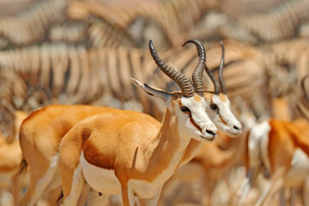 315 Red Gazelle Stock Photos, High-Res Pictures, and Images