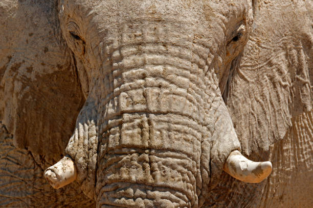 Detail of wrinkled elephant skin. Detail of big elephant with clay mud. Wildlife scene from nature. Art view on nature. Eye close-up portrait of big mammal, Etosha NP, Namibia in Africa. detalle de la piel de elefante arrugado. detalle de elefante grande con barro de arcilla. escena de vida silvestre de la naturaleza. vista artística sobre la naturaleza. retrato de cerca de los ojos de los grandes mamíferos, etosha np, namibia en africa.