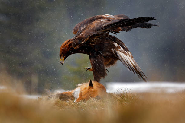 istock Golden Eagle feeding on kill Red Fox in the forest during rain and snowfall. Bird behaviour in the nature.  Action food scene with brown bird of prey, eagle with catch, Sweden, Europe. 1260114559