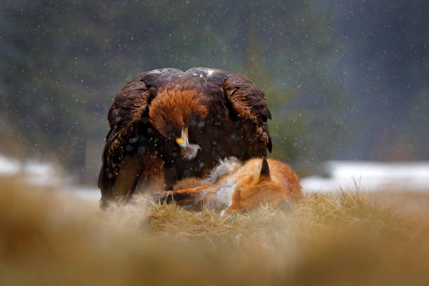 istock Golden Eagle feeding on kill Red Fox in the forest during rain and snowfall. Bird behaviour in the nature.  Action food scene with brown bird of prey, eagle with catch, Sweden, Europe. 1260114561