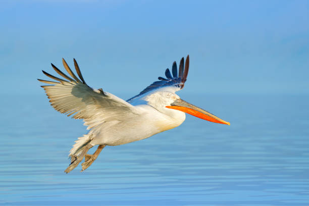 bird fly. dalmatian pelican, pelecanus crispus, landing in lake kerkini, greece. pelican with open wings. wildlife scene from european nature. bird landing to the blue lake water. - pelican landing imagens e fotografias de stock