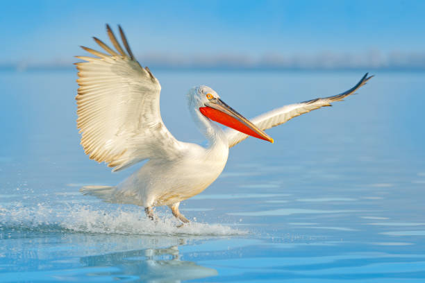 bird landing to the blue lake water. bird fly. dalmatian pelican, pelecanus crispus, landing in lake kerkini, greece. pelican with open wings. wildlife scene from european nature. - pelican landing imagens e fotografias de stock