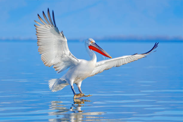 dalmatian pelican, pelecanus crispus, landing in lake kerkini, greece. pelican with open wings. wildlife scene from european nature. bird landing to the blue lake water. - pelican landing imagens e fotografias de stock