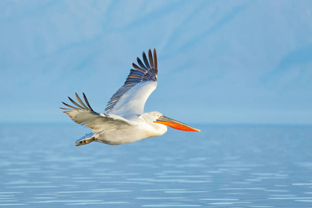 atterrissage d’oiseau à l’eau bleue de lac. mouche d’oiseau. pélican dalmate, pelecanus crispus, atterrissage dans le lac kerkini, grèce. pélican avec des ailes ouvertes. scène de la faune de la nature européenne. - pelican beak open bird photos et images de collection