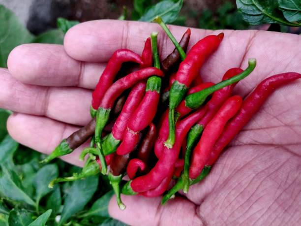 istock Hot red Indian chilies from a home garden in hands 1260115134