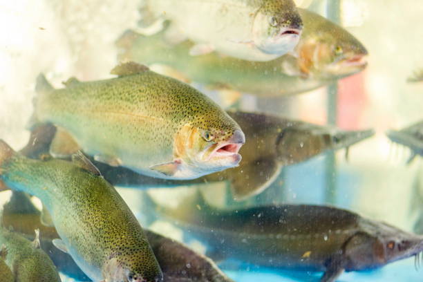 istock Live fish in an aquarium 1260116785